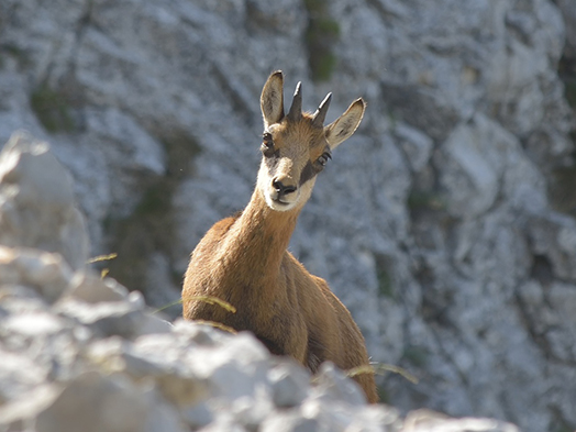 Gebirgsjagd_Inhalt_01