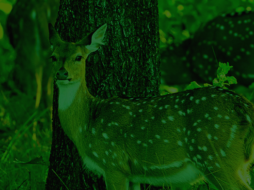 Nachtsicht_Inhalt_01